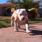 Kiro  con un mes y 13 dias